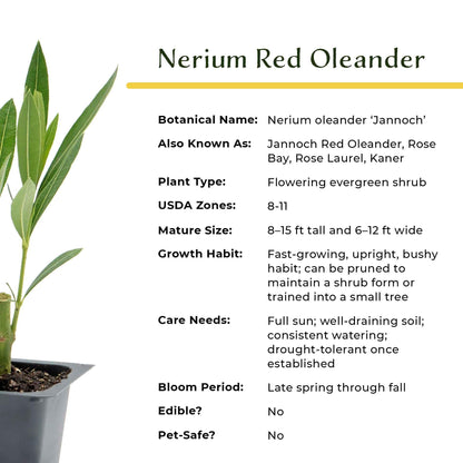 3 Nerium Red Oleander in 2.5” Nursery Cubes (Nerium Oleander ‘Jannoch’) | Red-Flowering Evergreen Shrub or Small Tree for Hedges, Privacy Screens, and Containers | Ready-to-Plant Live Starter Plants