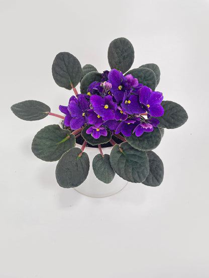 African Violet Live Plant Purple Flowers 4" Pot Indoor Houseplant Blooming Live Flowering Plant Easy Care Gift for Home or Office