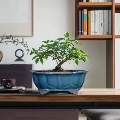 Teagas Bonsai Tree Pot - 11 Inch Ceramic Succulent Pots, Bonsai Planter for Indoor Outdoor, Decorative Plant Pot with Drainage Hole, Oval Flower Pot, Home Garden Decor, Garden Gifts, Retro Blue