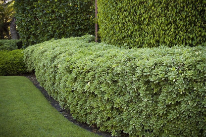 Pittosporum Variegated | 2 Extra Large Trade 3 Gallon Plants | Pittosporum Tobira 'Variegata' | Elegant Foliage | Low Maintenance