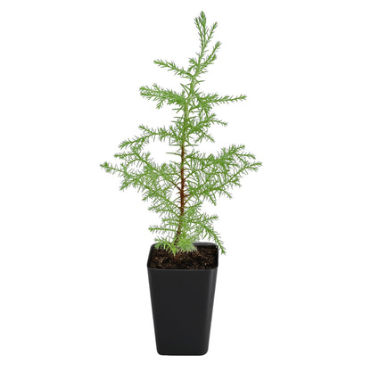 My Shelfie – Arizona Cypress Bonsai Starter Tree (Cupressus arizonica), Live Evergreen Plant for Indoor or Outdoor Bonsai Forest Garden, Home & Living Room Décor (1)