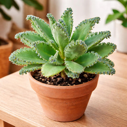 4 Mother of Thousands Live Plants - Kalanchoe daigremontiana - Mexican Hat Plant, Succulent Live Plants - Great Indoor Plant (4 Pack of Plants)