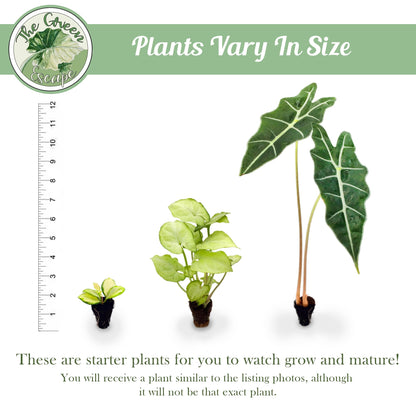 Generic Philodendron Hederaceum “Heart Leaf” Starter Plant, Natural