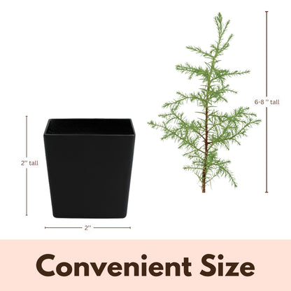 My Shelfie – Arizona Cypress Bonsai Starter Tree (Cupressus arizonica), Live Evergreen Plant for Indoor or Outdoor Bonsai Forest Garden, Home & Living Room Décor (1)