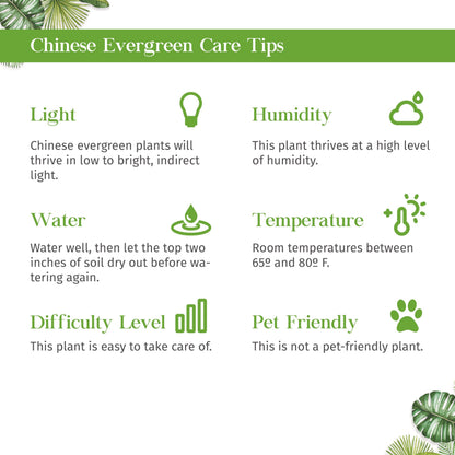 Chinese Evergreen Lady Valentine Live Plant for Indoor | Different Houseplants in 4'' & 6'' Pot | Real House Plant for Living Room, Office, Desk & Bathroom | Aglaonema
