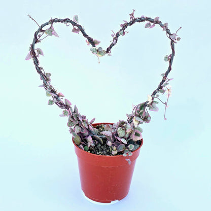 Variegated String of Hearts Hanging Basket, Ceropegia linearis Woodii, String of Hearts Plant Live Succulents Plants Live Houseplants, House Plants Indoors Live Indoor House Plants by Plants for Pets