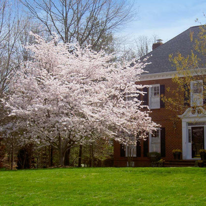Brighter Blooms - Yoshino Cherry Tree, 4-5 ft. - No Shipping to AK, AZ, CA, CO, HI, ID, OR, WA