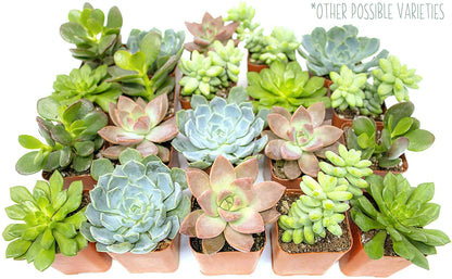 Succulents Plants Live in Garden Succulent Planters, Live Succulent Plants Live Plants in White Planter, Live Succulents Unique Gardening Gifts for Plant Lovers, Succulent Gifts by Plants for Pets