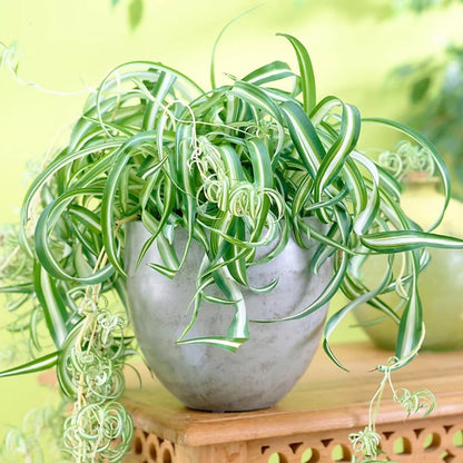 Airplane Spider Plant Live, Curly Spider Plants Live Houseplant in 4 Inches Pot, Indoor Oudoor Decor, Can Grow in Hanging Basket