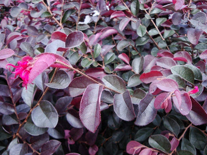 Loropetalum Plum Delight | 60 Live Plants | Loropetalum chinense VAR. rubrum | Evergreen Shrub for Landscaping | Purple Foliage Accent Plants for Gardens