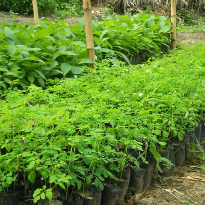 Sets 2 Live Malunggay Moringa Plants in One Pot for Planting, Oleifera Drumstick Horseradish Plants Live, 6 to 8 Inc Tall, Well-Rooted