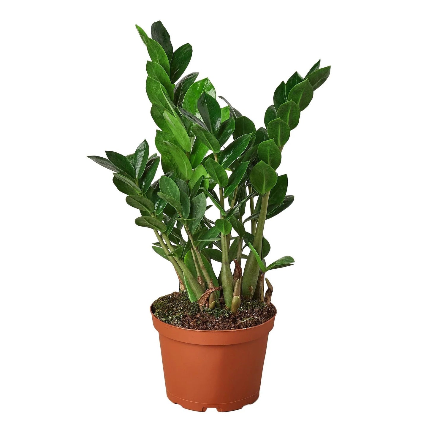 2 Pack Zamioculcas Zamiifolia ZZ in 4in Pot - Live Plants Tropical Houseplants | Variegated | USA Growers | The Snobby Leaf