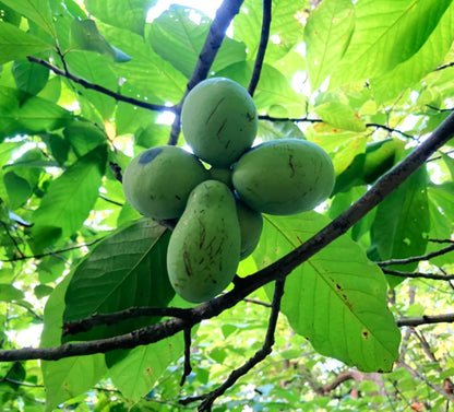 TomorrowSeeds - Paw Paw Tree Seeds - 15+ Count - for 2026 Planting Asimina Triloba North American Custard Apple Banana Papaw Banango Mango USA Native Fruit Trees Perennial Grow Your Own Home Farm