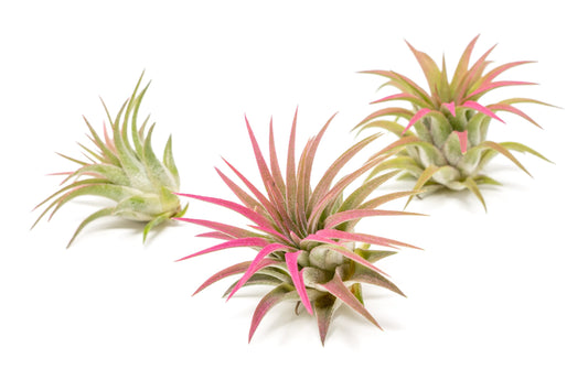 Raspberry Colorful Tillandsia Air Plants - Long Lasting Color Enhanced Live Tillandsia Succulent House Plants - Home and Garden Decor - Easy Care Indoor/Outdoor Plants (Ionantha Rubra, Pack of 3)