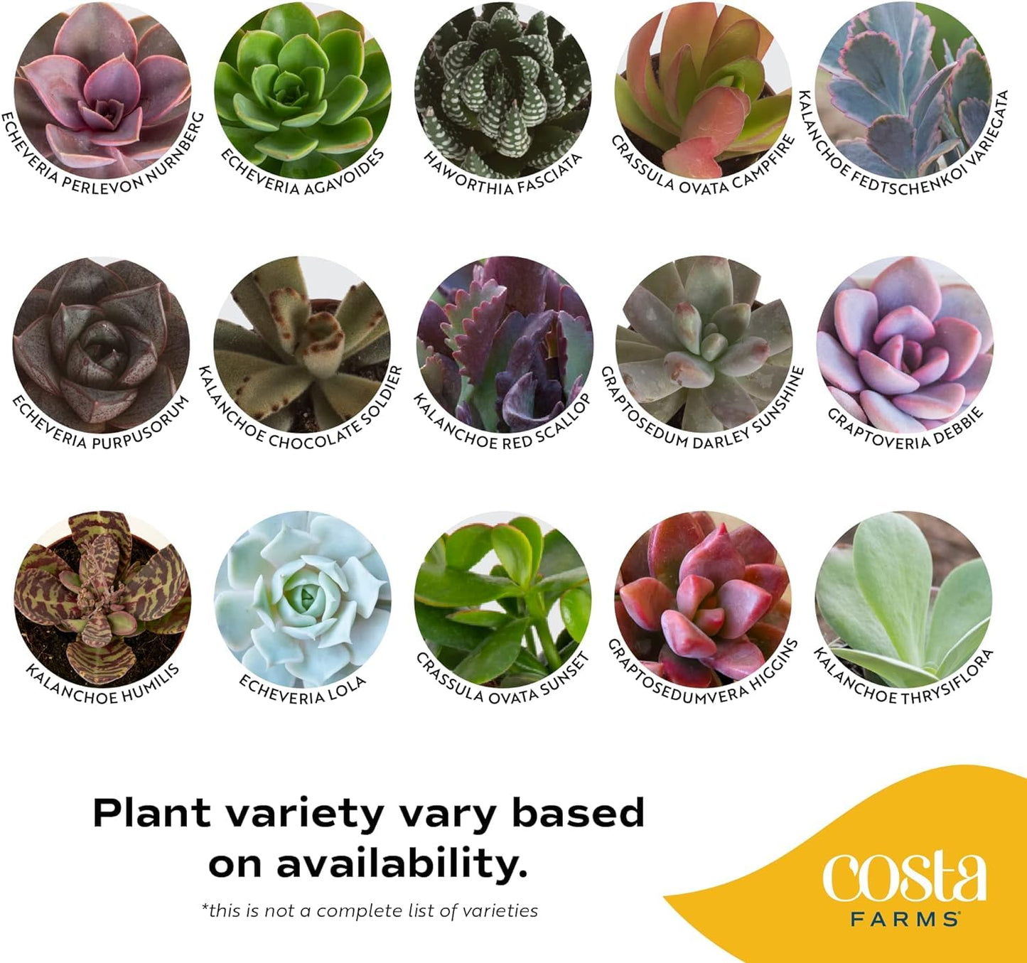 Costa Farms Succulent Plant, Live Indoor Mini Succulent Plant in Cute Succulents Plant Pot, Potting Soil Mix, Grower's Choice, Easy Grow Houseplant, Tabletop, Office, Room Decor, 2-Inches Tall