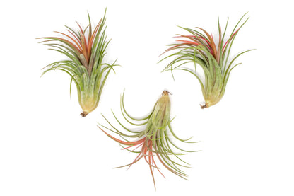 Large Air Plants Ionantha Victoriana 4 to 6 inch - Available in Wholesale and Bulk - Live Succulent House Plants - Home and Garden Decor - Easy Care Indoor and Outdoor Plants (Pack of 1)