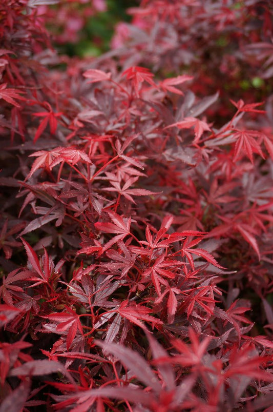 Shaina Japanese Maple 2 - Year Live Plant