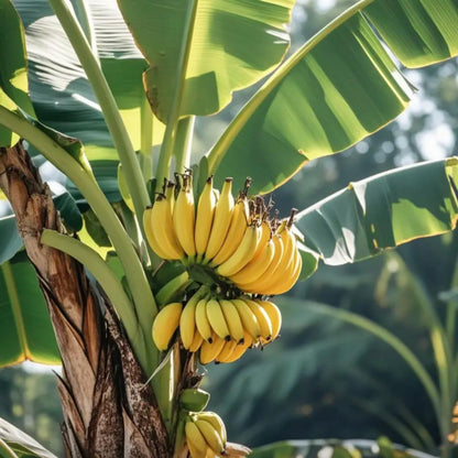 Grand Nain Banana Tree Starter, Live Banana Plant 5 Inches Height Bareroot, Fruit Tree Live Plant
