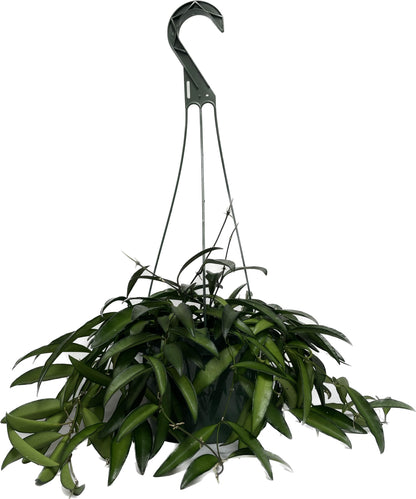 Hoya Wayetii Captivating Wax Plant - Air Purifing Live Plant - Hoya Plants Live Houseplants - Available in 2" Pot, 4" Pot and 6" Hanging Pot - Ships from CA (4" Pot, 2 Plants)
