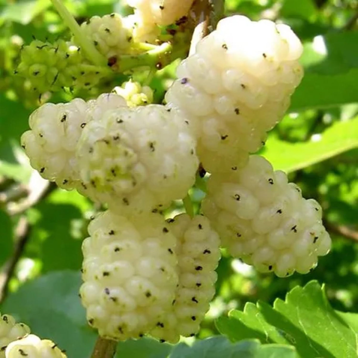 White Mulberry Plant - 10-18" Tall Live Plant - Sweet Mulberry Fruit Tree for Planting - Edible Berries Seedling - Murus Alba