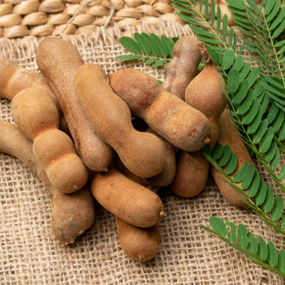 Sour Tamarind Tree Live Plant, Tamarind Plant, 2 Feet Tall, Tropical Edible Fruit Plant for Container and Garden, 3 Gallon Pot, No Ship to CA