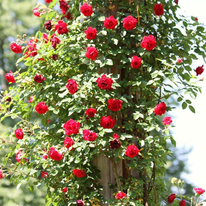 Rose Plant Live in Pot for Planting, Fragrant Roses Flowers, Summer Blooming Ornamental Garden Shrub (Red Climbing Rose)