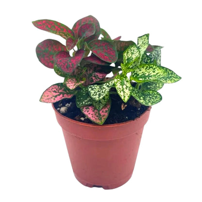 Polka-dot-Plant, Hypoestes phyllostachya, Live in a 2 inch Pot Tiny Mini Pixie Plant