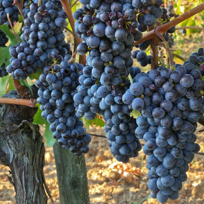 Grape Vine Plant Live for Planting, Grape Plant Live Grape Tree 1 to 2 Years Old, Grape Fruit Tree for Planting, Well-Rooted (Blue Black Grape)
