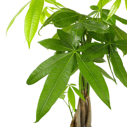 Money Tree Plant Indoor House Plants, Chinese Money Plant Decor, Bonsai Tree Feng & Essential Houseplant Collection (4PK) Live Plants Indoor Plants Live Houseplants in Plant Pots