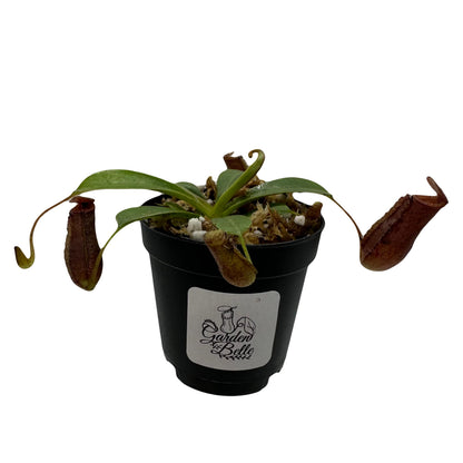 Set of 2 Nepenthes (Briggsiana and Rebecca Soper) Carnivorous Pitcher Plants in 2 inch Pot