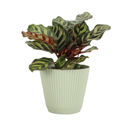 Thorsen's Greenhouse Peacock Calathea, Live Indoor Plant, Safe for Pets, Colorful Foliage, Rare Variety, Peacock Plant, 4" Diameter (Sage)