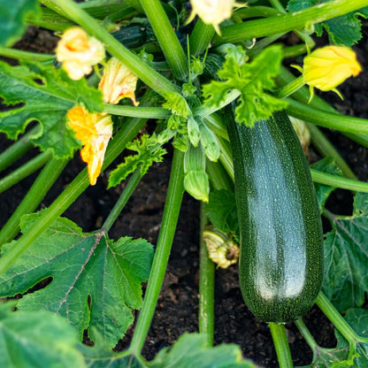 2 Green Zucchini Plants, Green Summer Squash in 4 Inch Pots - 4-6 Inch Tall Live Vegetable Garden Plants