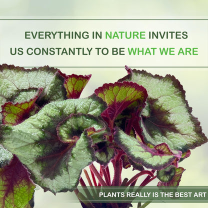 LEAL PLANTS ECUADOR Begonia Rex Escargot (Pack of 2) – Attractive Indoor Plant,Easy Care, Air-Purifying House Plant for Wellness & Home Decor, Office Desk, Unique Sustainable Gift for Plant Lovers