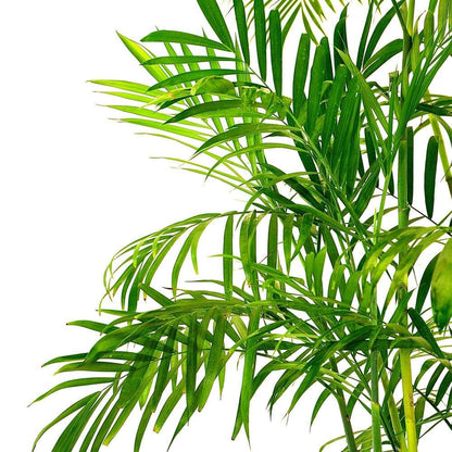 Bamboo Palm - Live Plant in a 3 Gallon Growers Pot - Chamaedorea Seifrizii - Great Privacy Hedge - Rare Palms from Florida