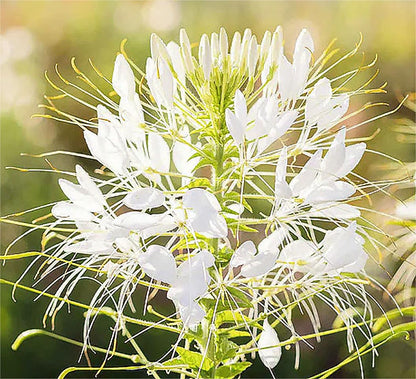 Pure White Cleome - White Queen Spider Plant Seeds - Nectar Flower for Monarch Butterflies - 1000 Seeds -