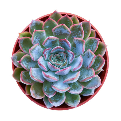 Sprout N Green Echeveria Orion, Live Succulent Plant Fully Rooted in 4" Pots with Soil Mix, Real Houseplant for Indoor Outdoor Home Office Wedding Decoration Party Favor, Pet Friendly
