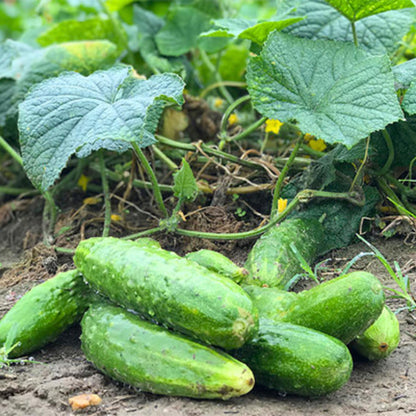 2 Green Cucumber Plants Live, 4 Inches Pot, Live Cucumber Plants from 3 to 5 Inches Long, Cucumber Starter Plants, Cucumber Live Plants for Garden