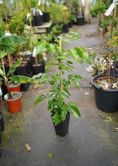 Big Wampi (clausena lansium) Wampee Tropical Live Fruit Tree (2-3ft) Plant