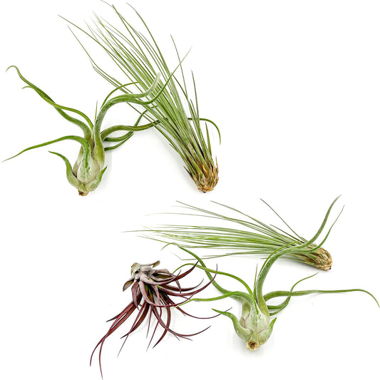 ragnaroc Air Plants - Tillandsia Variety Pack, Jumbo 5-9" - 5ct - Live Arrival Gauranteed - House Plants for Home Decor & Gift