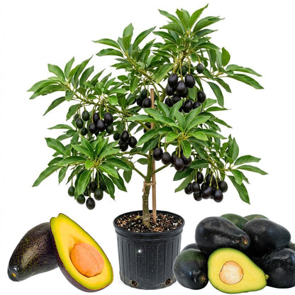 Dwarf Avocado Plant Live, Avocado Fruit Tree in 3 Gallon Pot, Cold Hardy Avocado Plant for Container or Garden, 1-2 Feet Tall, No Ship to CA