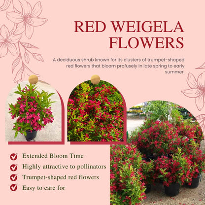 Red Weigela Live Plant Blooming Shrub, 1-2 Ft Hardy Dormant Perennial Flowering Bush for Garden Borders