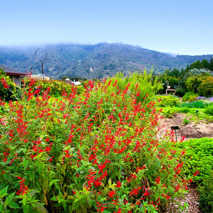 Yunaksea Pineapple Salvia Perennial Live Plant in 4 Inc Pot, Long Bloomer Red Salvia Sage Plant Live, Live Salvia Bush Shrub for Planting