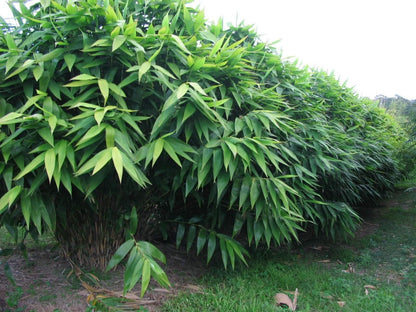 Live Plant - Tiger Grass Thysanolaena Maxima Perennial Grass Small Well Rooted Starter Plant