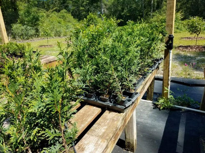 Live Plant - 10 Thuja Green Giant Arborvitae Trees/Shrubs, 6-12" Tall Live Plants, 2.5" Pots