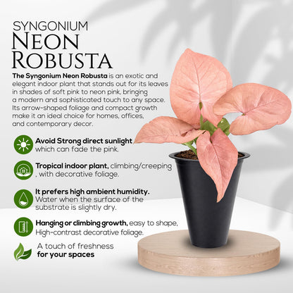 Syngonium Neon Robusta Plant (4 Pack) Live Starter Plants, Pink Arrowhead Vine Houseplants, Easy Care Indoor Tropical Plants Live, Colorful Foliage Plants