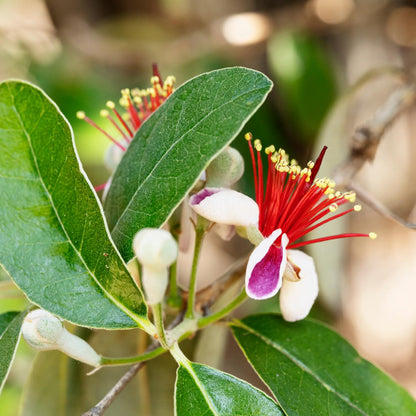 Pineapple Guava Tree Live Plant, 4 to 7 Inc, Guava Fruit Plant