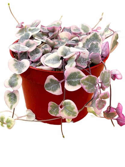 Succulents Plants Live 2inch Live Mini Succulent Plants, Easy Care House Plants Rooted in Succulent Soil Mix, by The Succulent Cult (Variegated String of Hearts, 4 Inch)