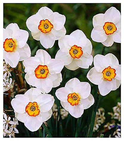 5 Jersey Lace Narcissus Bulbs - Top Size Daffodil Bulbs