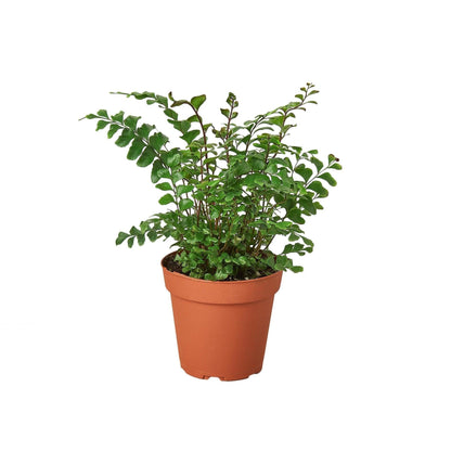 Mahogany Fern | Live Plant for Indoor & Outdoor | for Living Room, Office, Bathroom | (4" Pot)