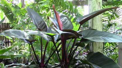 Philodendron Congo Rojo - Live Plant in an 10 Inch Growers Pot - Philodendron ‘Rojo Congo’ - Beautiful Indoor Outdoor Air Purifying Houseplant